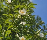 Stewartia pseudocamellia - Schijncamelia - 1