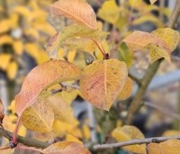 Pyrus com. 'Williams' - Pyrus com. 'Williams' - 1