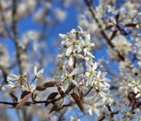 Amelanchier lamarckii - Krentenboompje - 2