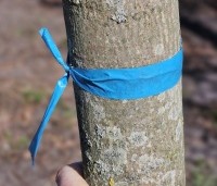 Acer platanoides 'Globosum' - Bol esdoorn 'Globosum' - 4