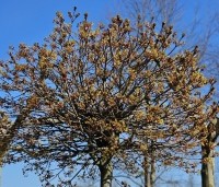 Acer platanoides 'Globosum' - Bol esdoorn 'Globosum' - 3