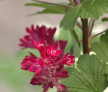 Bloeiwijze en blad Ribes 'King Edward VII' - vakbeplanting