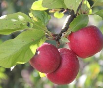 Malus domestica 'Red Elstar'
