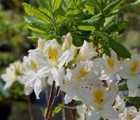 Rhododendron (AK)  'Persil' - Azalea 'Persil' - 2
