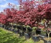 Acer palmatum 'Atropurpureum' - Japanse Esdoorn 'Atropurpureum' - 1
