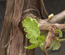 Vitis vinifera 'Boskoop Glorie'