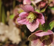 Vroeg bloeier Nieskruid verdraagt zomerdroogte goed