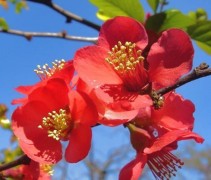 Japanse sierkwee - vakbeplanting in volle bloei met rode bloemen