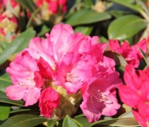 Rododendron 'Morgenrot' is een rijkbloeiende heester