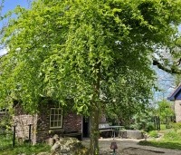 Carpinus betulus 'Pendula' - Treur haagbeuk - 2