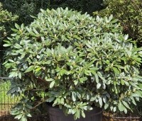 Rhododendron Yakushimanum 'Sonatine' - Rododendron 'Sonatine' - 3
