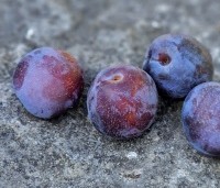 Prunus dom. 'Reine Claude d'Althan' - Prunus dom. 'Reine Claude d'Althan' - 5