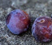 Prunus dom. 'Reine Claude d'Althan' - Prunus dom. 'Reine Claude d'Althan' - 4