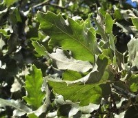 Quercus ithaburensis 'Hemelrijk Silver' - Semi- wintergroene eik 'Hemelrijk Silver' - 2