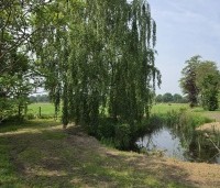 Betula pendula - Ruwe berk - centraal op de foto.  kwekerijperceel beek.  mei 2026
