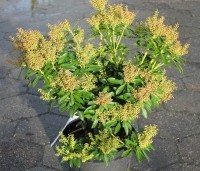 Pieris japonica 'Debutante' - Rotsheide 'Debutante' - 1