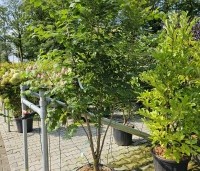Koelreuteria paniculata - Chinese vernisboom - 1