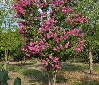 Lagerstroemia indica 'Rosea' - Indische sering - 2