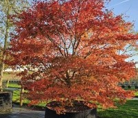 Acer palmatum 'Atropurpureum' - Japanse Esdoorn 'Atropurpureum' - 1