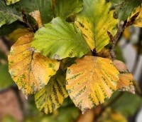 Fagus sylvatica 'Dawyck' - Beuk 'Dawyck' - 3