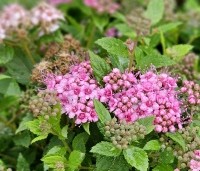 Spiraea japonica 'Little Princess' - Spierstruik 'Little Princess' - vakbeplanting  - 3