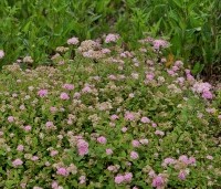 Spiraea japonica 'Little Princess' - Spierstruik 'Little Princess' - vakbeplanting  - 4