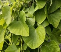 Aristolochia durior - Pijpbloem - 1