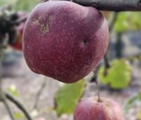Malus dom. 'Jonagold' - Malus dom. 'Jonagold' - 1