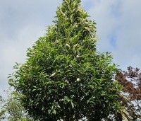 Prunus lusitanica 'Angustifolia' - Portugese laurier - 1