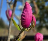 Magnolia 'Felix Jury' - Magnolia 'Felix Jury' - bloei 7 april