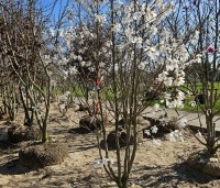 Magnolia loebneri 'Merrill' - Beverboom - 1