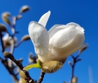 Magnolia loebneri 'Merrill' - Beverboom - 2