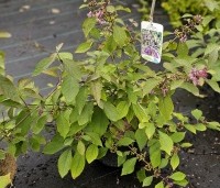 Callicarpa bodinieri 'Profusion' - Schoonvrucht - 2