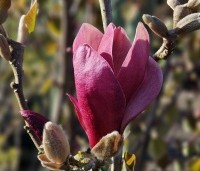 Magnolia 'March Till Frost' - Magnolia 'March Till Frost' - 2