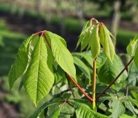 Aesculus parviflora - Herfstpaardenkastanje - 1
