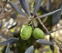 Olea europea - Olijfboom - 3