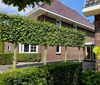 Tilia x europaea 'Pallida' - Koningslinde - 1