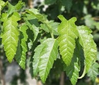 Acer tataricum subsp. ginnala - Esdoorn - 1