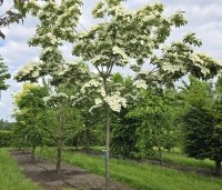 Cornus kousa 'Venus' - Japanse grootbloemige kornoelje ‘Venus' - 5