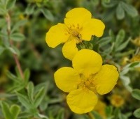 Potentilla fruticosa 'Goldstar' - Ganzerik 'Goldstar' - 2