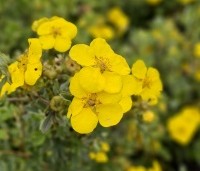 Potentilla fruticosa 'Goldstar' - Ganzerik 'Goldstar' - 1