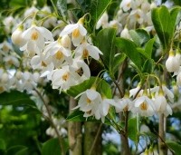 Styrax japonicus 'June Snow' - Storaxboom  'June Snow' - 2