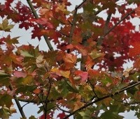 Acer 'Pacific Sunset' - Amerikaanse Esdoorn 'Pacific Sunset' - 2