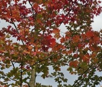 Acer 'Pacific Sunset' - Amerikaanse Esdoorn 'Pacific Sunset' - 1