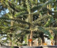 Araucaria araucana - Apenboom, slangenden - 1