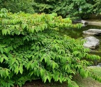 Viburnum plicatum 'Mariesii' - Japanse Sneeuwbal 'Mariesii' - 7