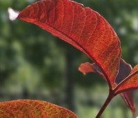 Juglans regia 'Purpurea' - Walnoot, roodbladig - 1