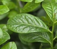 Prunus laurocerasus 'Novita' - Laurierkers - 1