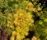 Acer shirasawanum 'Aureum' - Japanse goud esdoorn - zomerblad