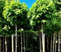 Liquidambar styraciflua 'Gum Ball' - Amberboom 'Gum Ball' - hoogstam 200 cm